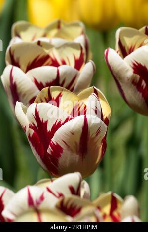 Tulpen, Gruppe, Single Late, Tulpe „World Expression“, Weiß, Rot, Creme, Kultivar Stockfoto