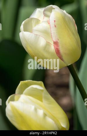 Tulip Blushing Lady, Tulipa, Blass, Gelb, Blume Stockfoto