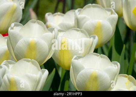 Tulipa 'Angels Wish', Tulpen, Weißes Gelb, Single Late Tulip Stockfoto