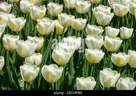 Tulip 'Angels Wish', Single Late Tulip, Tulipa 'Angels Wish', Weiße Tulpen, gelbgetönte Kultivar-Gartenbett Stockfoto