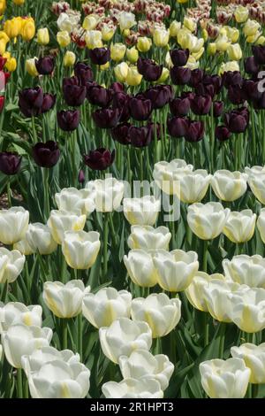 Single Late Tulip „Angels Wish“, Farbenfroh, Blumenbett, Gemischt, Tulpen, Display, Kultivare, Gruppe Stockfoto