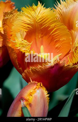 Orange Tulip „Lambada“ Stockfoto