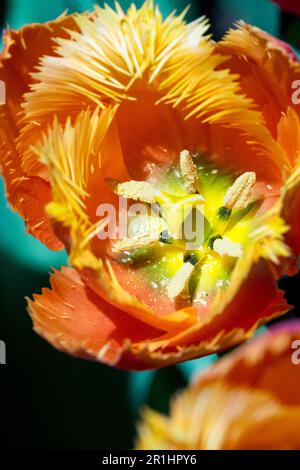 Blumenporträt von Orange Tulip „Lambada“ mit Pistilen und Stigma in der Mitte der Blüte Stockfoto