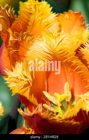 Orange, Gesäumte Tulpe „Lambada“ Tulipa Stockfoto