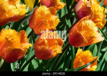 Orangefarbene Tulpen haben Tulip 'Lambada' Tulipa gesäumt Stockfoto