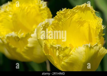 Gelb, Tulipa 'Maja', Gesäumte Tulpe, Kultivare, Crispa Stockfoto