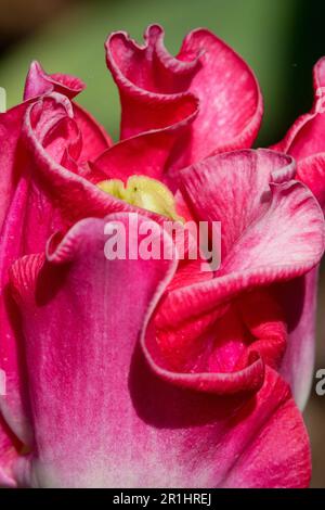 Leuchtendes Rot, Coronet Tulip, Tulipa „Dynastie-Krone“, Nahaufnahme, Tulpe „Dynastie-Krone“, Porträt Stockfoto