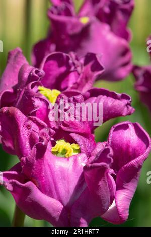 Violette lila Tulpen Open, Coronet Tulip „Crown of Negrita“ Tulipa, Blumen Stockfoto