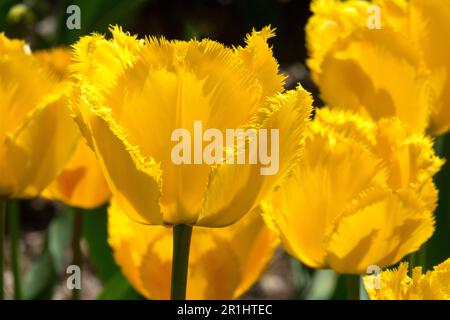 Gelbe Tulpen, gesäumte Tulpe „Hamilton“ Stockfoto