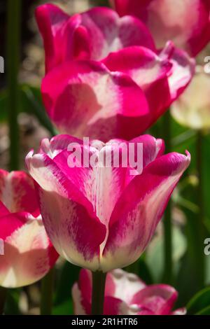 Pink, Weiß, Blüte, Tulpe, Kultivar Cup-Form, Triumph Tulip Stockfoto