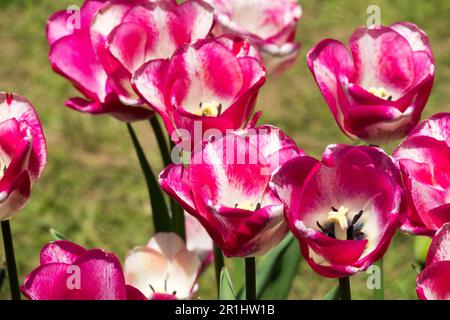 Tulipa "Shirley", Tulip, Triumph Tulip Stockfoto