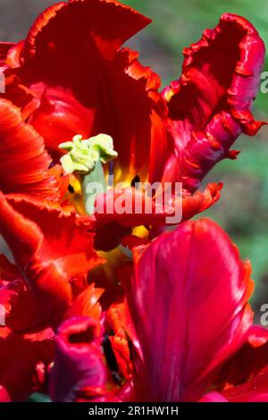 Geöffnet, Papageientulpe „Rokoko“, Rote Tulpe, Tulipa „Rokokoko“, geöffnet, Blumen, Kultivar Stockfoto