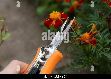 Eine Frau, die im Freien Blumenstiele von Gartenscheren schneidet Stockfoto