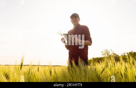 Farmer mit digitalem Tablet auf einem Roggenfeld. Intelligente Landwirtschaft und digitaler Wandel in der Landwirtschaft. Hochwertiges Foto Stockfoto