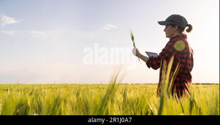 Farmer mit digitalem Tablet auf einem Roggenfeld. Intelligente Landwirtschaft und digitaler Wandel in der Landwirtschaft. Hochwertiges Foto Stockfoto