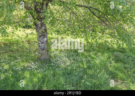 Gänseblümchen, Gänseblümchen/Bellis perennis im Sonnenlicht unter einem Baum im späten Frühling. Einmal in pflanzlichen Arzneimitteln zur Heilung angewendet. Stockfoto