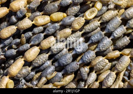 Seetang-Nahaufnahme. Weithin bekannt als Perlen oder Halskette von Neptun, Bubbleweed oder Seetrauben. Diese Art, Hormosira banksii, ist in Australien heimisch Stockfoto