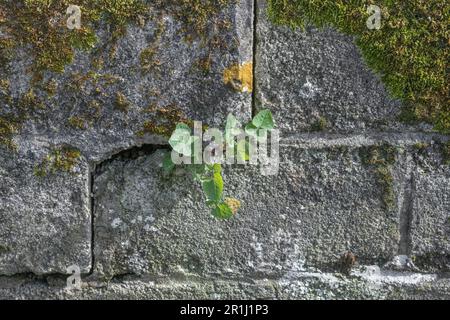 Glatte Sauen-Distel/Sonchus oleraceus, der in einer Steinmauer wächst. Blätter essbar. Futtersuche und Abendessen nach dem Wildkonzept. Britisches Unkraut wächst zwischen Steinen Stockfoto