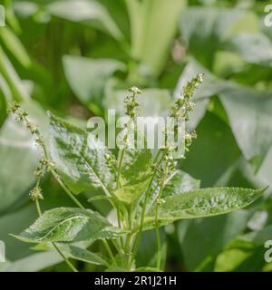 Blühende Spitze des giftigen Hundequecksilbers/Mercurialis perennis in der kornischen Hecke. Pflanze einmal in der traditionellen Medizin für pflanzliche Heilmittel verwendet. Stockfoto