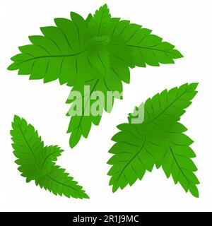 Satz grüner Minzblätter.Vektorgrafiken. Stock Vektor