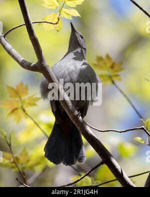 Ein grauer Katzenvogel (Dumetella carolinensis) auf einem Ast in Franklin, MA Stockfoto