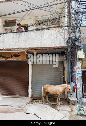 Pferd an einen Posten vor einem geschlossenen Reisebüro in Paharganj, Delhi, Indien gefesselt Stockfoto