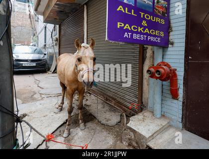 Pferd an einen Posten vor einem geschlossenen Reisebüro in Paharganj, Delhi, Indien gefesselt Stockfoto