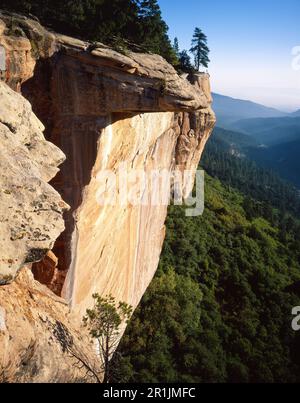 Eine Ponderosa-Kiefer steht in der Nähe der Klippen, Sycamore Canyon Wildness Area, Arizona. Stockfoto