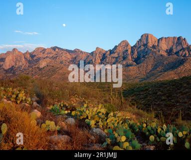 Pusch Ridge. Santa Catalina Mountains, Arizona Stockfoto