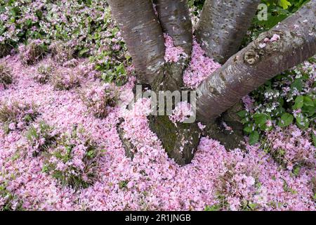 Um den Baumstamm der Prunus serrulata oder der japanischen Kirsche liegt die gefallene rosa Blüte wie eine Decke auf dem Boden Stockfoto