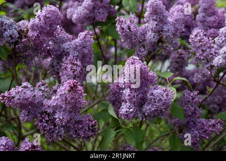 Lila-lila-duftende Frühlingsblumen der Syringa vulgaris Stockfoto