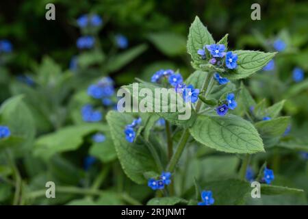 Blaue Blüten der Beinpflanze oder Symphytum officinale in einem Garten Stockfoto