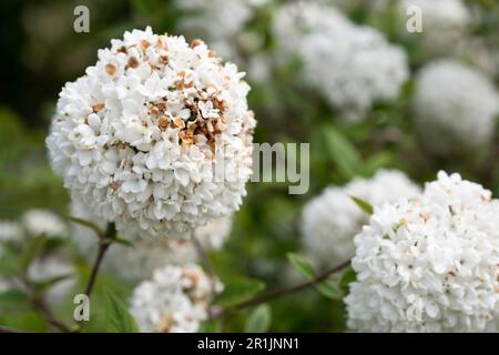 Viburnum opulus oder Schneeballblumen in einem Garten. Konzentriere dich auf die Blume vorne Stockfoto