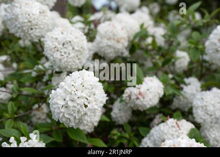 Viburnum opulus oder Schneeballblumen in einem Garten. Schmale Schärfentiefe, fokussieren Sie auf die Blume auf der linken Seite Stockfoto