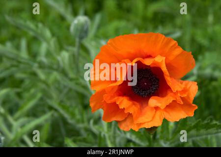 Einzelne orange-rote Mohnblume mit unscharfem grünen Hintergrund und Knospe. Konzentrieren Sie sich auf die Blütenblätter Stockfoto