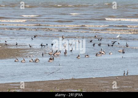 Braune Pelikane (Pelecanus occidentalis) am Strand in Panama Stockfoto