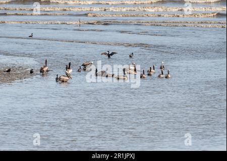 Braune Pelikane (Pelecanus occidentalis) am Strand in Panama Stockfoto