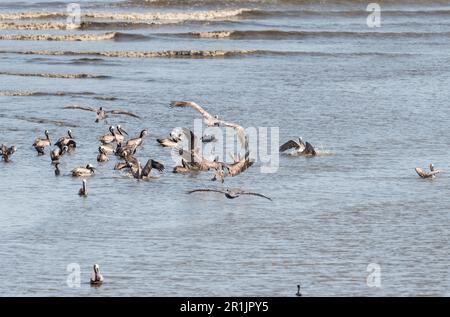 Braune Pelikane (Pelecanus occidentalis) am Strand in Panama Stockfoto