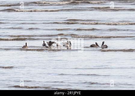 Schwimmende braune Pelikane (Pelecanus occidentalis) an der Küste Panamas Stockfoto