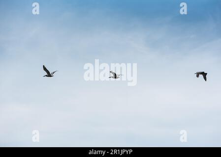 Braunpelikan (Pelecanus occidentalis), Panama Stockfoto