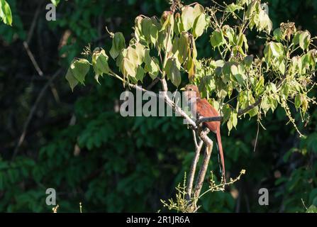 Hoch aufgesetztes Eichhörnchen (Piaya Cayana) am Canopy Tower, Panama Stockfoto