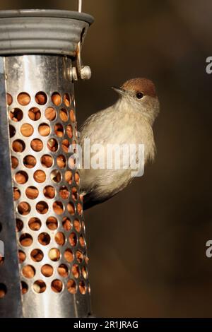 Eine kleine Blackcap hoch oben auf einer hölzernen Vogelzugstange Stockfoto