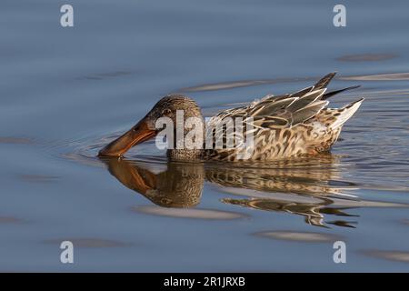 Eine Schaufel schwimmt anmutig in einem ruhigen Gewässer, dessen Reflexion auf der Oberfläche schimmert Stockfoto