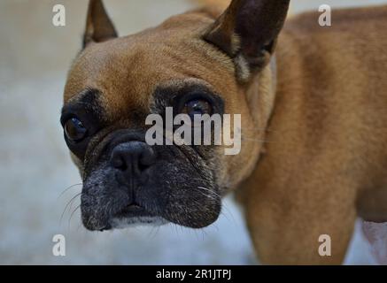 Nahaufnahme eines Maulkörpers einer beigen französischen Bulldogge, die in die Kamera schaut. Der Hund steht auf weißem Hintergrund, die Ohren sind etwas tiefer. Stockfoto