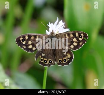 Ein gesprenkelter Holzschmetterling (Pararge Aegeria) mit einigen Schäden an seinen Flügeln. Stockfoto