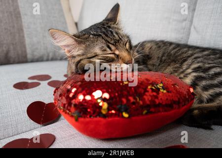 Süße, junge Katze, die auf der Couch unter roten Herzen schläft, valentinstag der Katze. Stockfoto