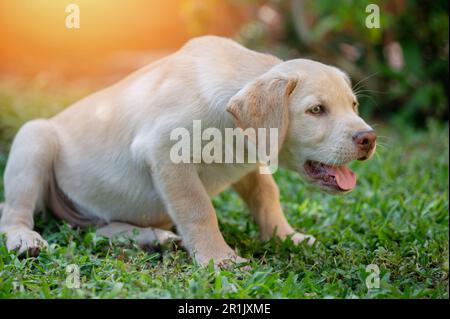 Labrador Hündchen beim Springen auf sonnigem Gras Stockfoto