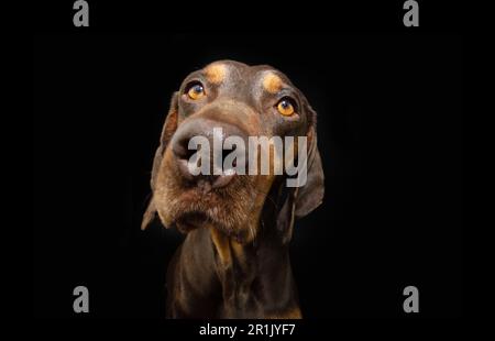 Porträt Nahaufnahme seriöser und aufmerksamer Vizsla Hündchen. Isoliert auf schwarzem, dunklem Hintergrund Stockfoto