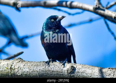 De Korte County Park Meadowlands, New Jersey, USA Stockfoto