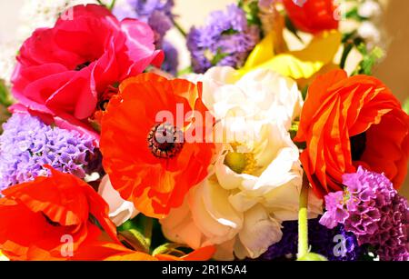 Strauß von lebendem, mehrfarbigem Ranunculus. Nahaufnahme von Blumen mit lebendigen Farben. Mehrere Zweige der Unsterblichkeit in einem Strauß Stockfoto